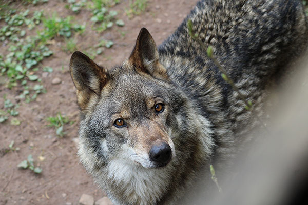 El lobo llamado "Aullador" en el cercado del lobo en Belmonte de Miranda en Asturias