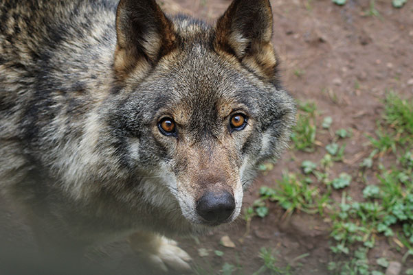 Imagen de un lobo asturiano