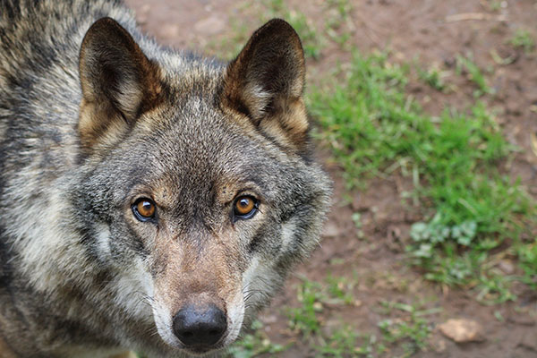 Imagen de un lobo asturiano