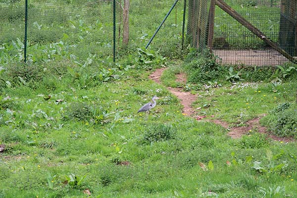 Garza real que se ha colado a alimentarse en el cercado del lobo en Belmonte de Miranda en Asturias