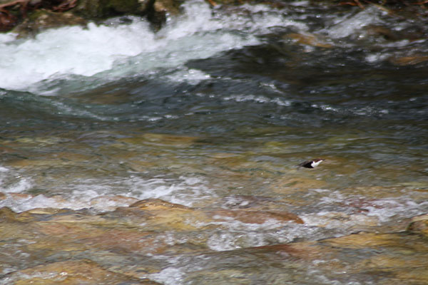 Mirlo acuático sobrevolando el río Pigüeña en la senda del lobo en Belmonte de Miranda en Asturias