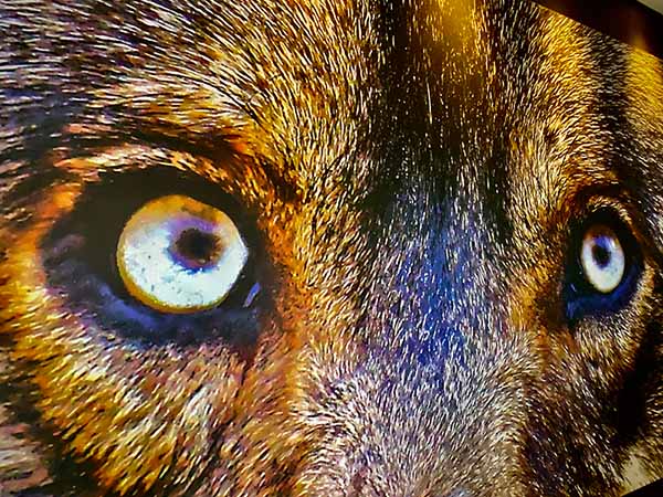Exposición en el edificio centro de interpretación de la casa del lobo en Belmonte de Miranda en Asturias