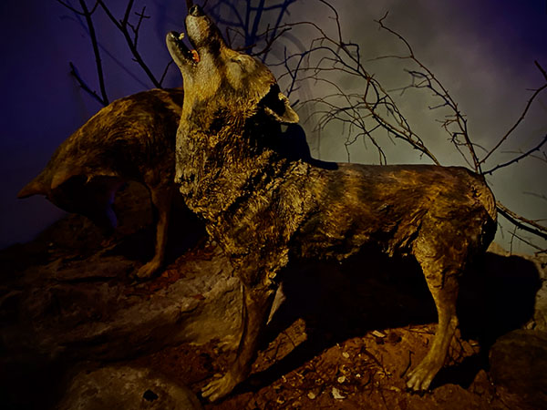 Representación de un lobo aullando en la casa del lobo en Belmonte en Asturias