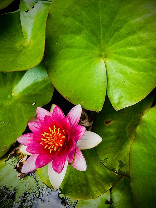 Flor de agua, flor mágica vinculada a los ritos de la noche de san Juan
