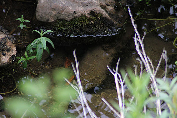 Arroyo en el que no resultaría difícil encontrar la flor de agua