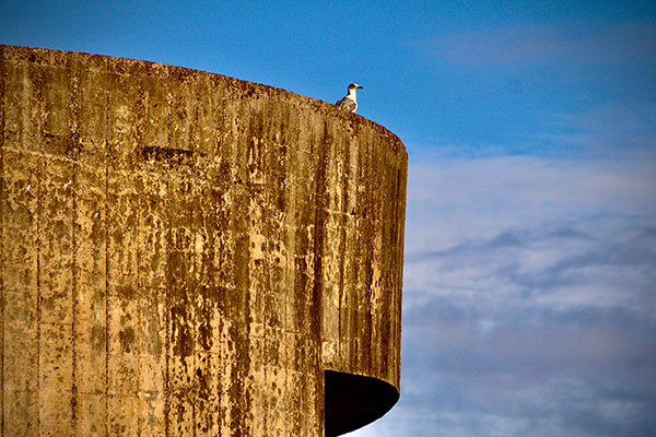 Las gaviotas en seguida se convirtieron en grandes "fans" del elogio del horizonte