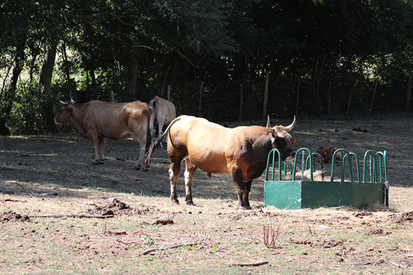 Ganado vacuno en el entorno de Proaza en Asturias