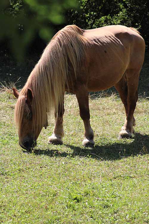 Caballo pastando en Proaza en Asturias