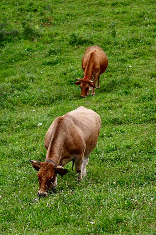 Ganado vacuno pastando en las laderas de Bandujo en Asturias