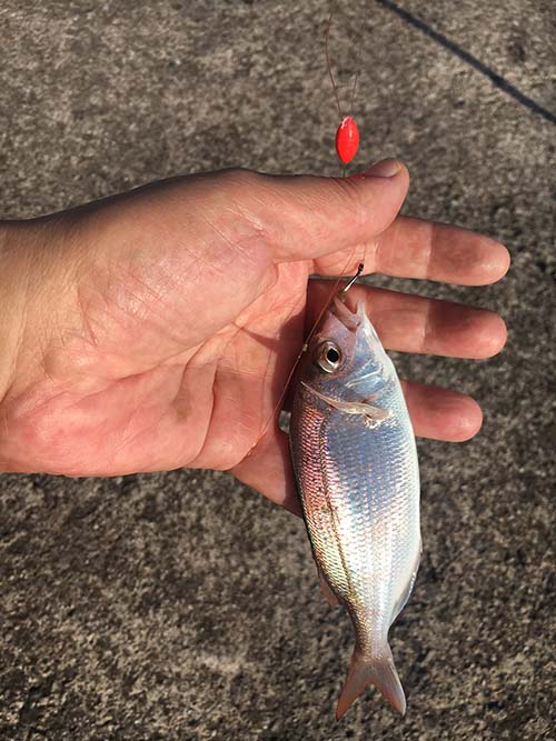Peces que no dan la talla hay que devolverlos al agua con vida