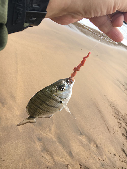 Xargo pequeño que no da la talla, hay que devolverlo al agua con vida.
