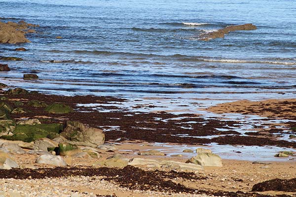 Algas arrancadas por las olas del temporal pudriéndose en la playa