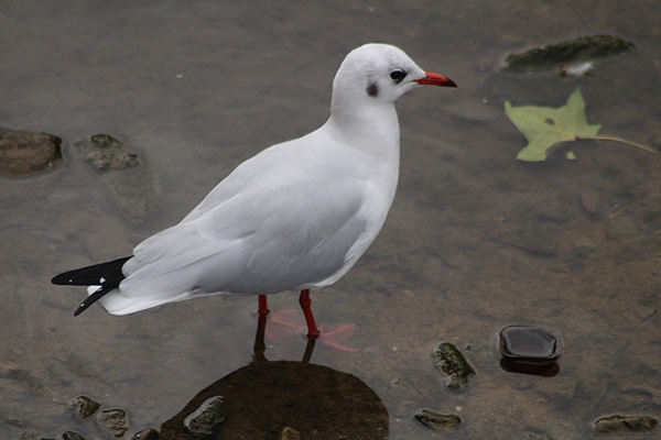 Gaviota reidora cazando en un humedal asturiano