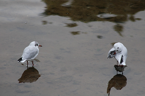 Pareja de gaviota reidora cazando en un humedal asturiano