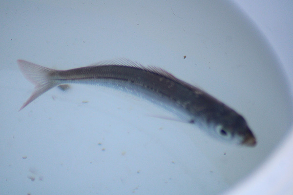 Pequeña boga capturada a pez visto en el puerto del Musel en Gijón