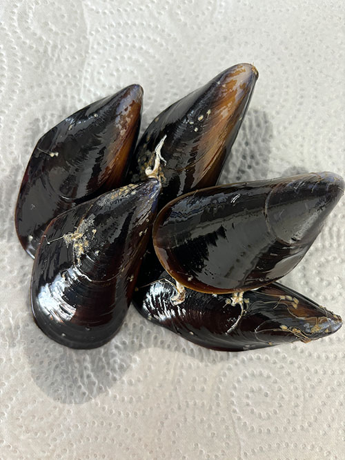 Un puñado de mejillones, un cebo excelente