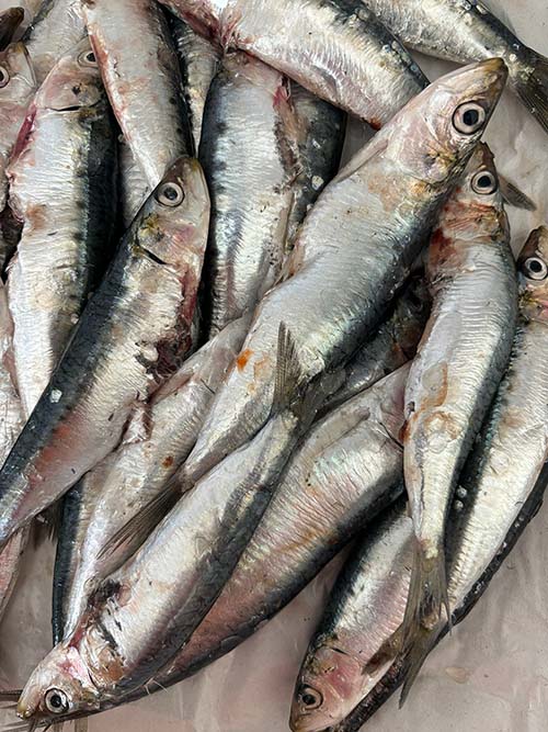 Sardina pequeña, otro cebo excelente