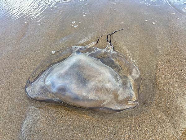 Medusa varada por la marea en la playa de San Lorenzo en Gijón