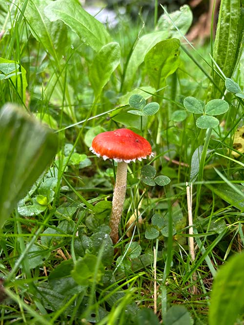 Setas otoñales en Asturias