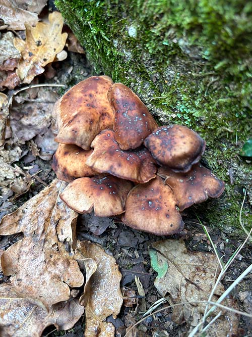 Setas otoñales en Asturias