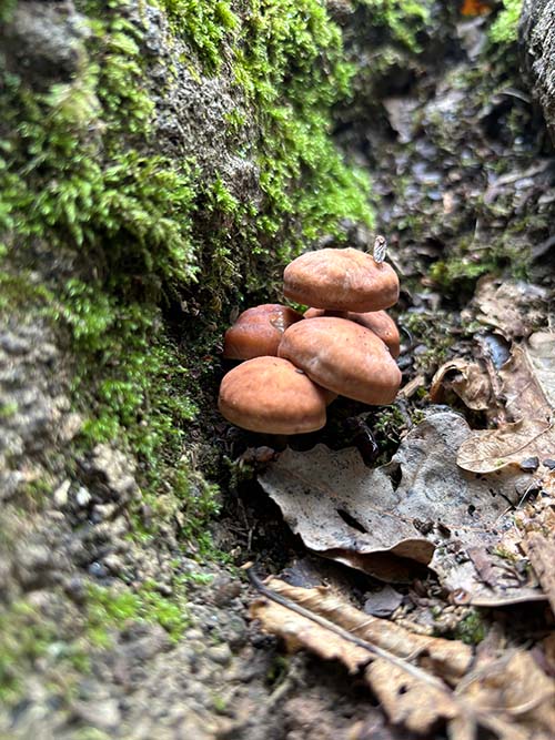 Setas otoñales en Asturias