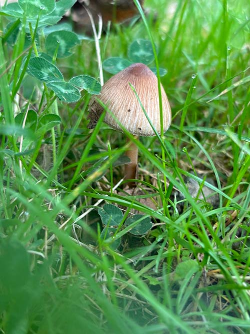 Setas otoñales en Asturias