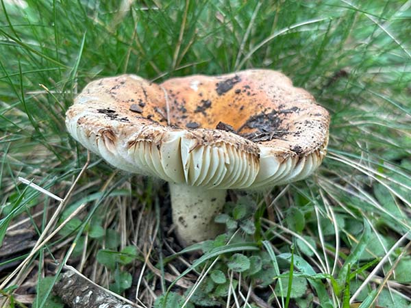 Setas otoñales en Asturias