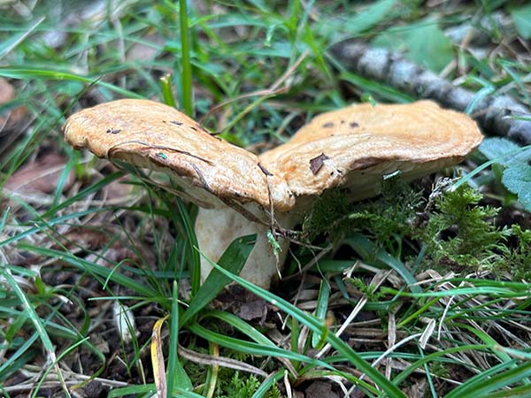 Setas otoñales en Asturias