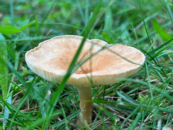Setas otoñales en Asturias
