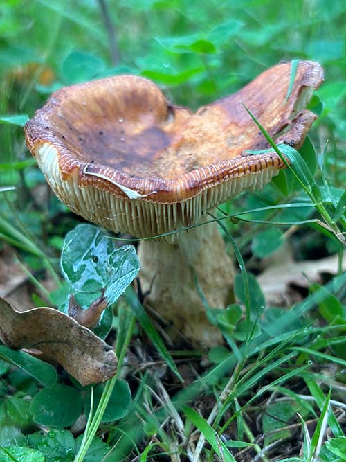 Setas otoñales en Asturias
