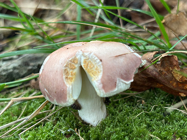 Setas otoñales en Asturias
