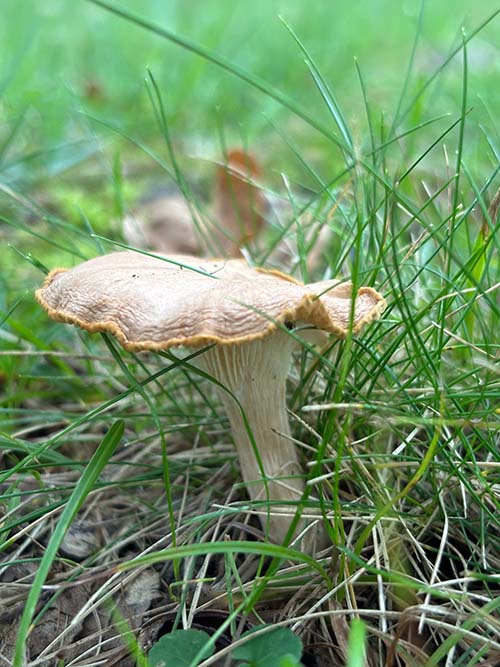 Setas otoñales en Asturias