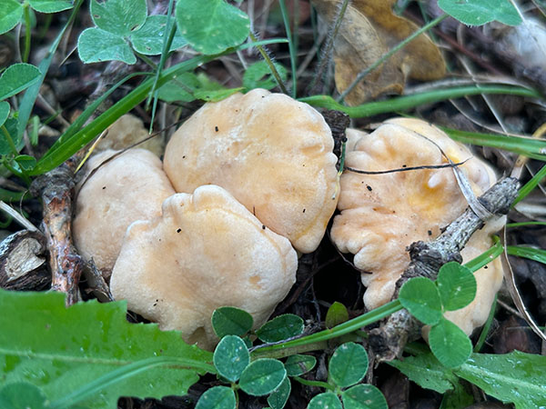 Setas otoñales en Asturias