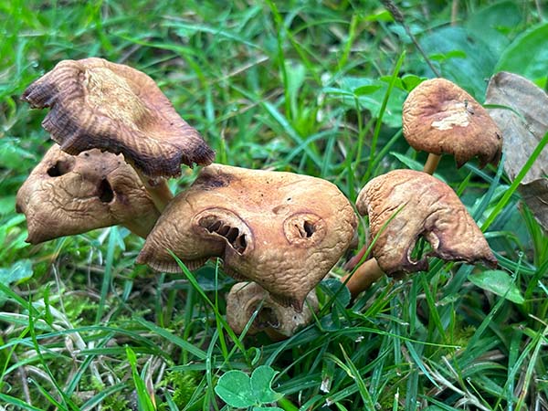 Setas otoñales en Asturias