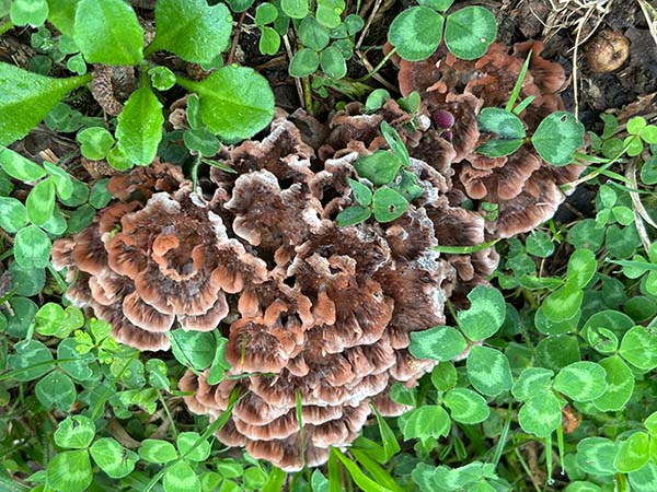 Setas otoñales en Asturias