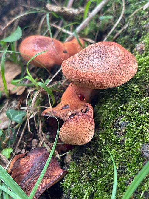 Setas otoñales en Asturias