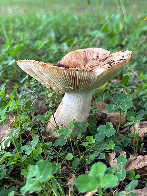 Setas otoñales en Asturias