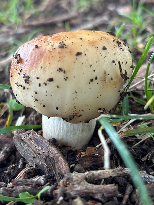 Setas otoñales en Asturias