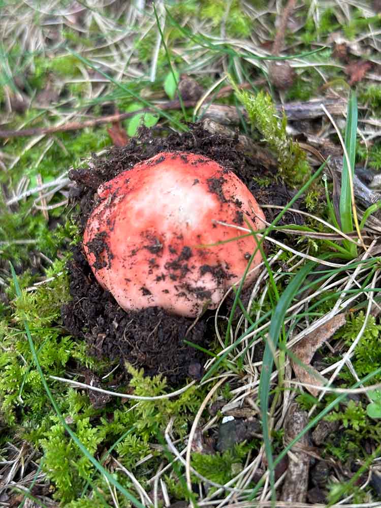 Setas otoñales en Asturias