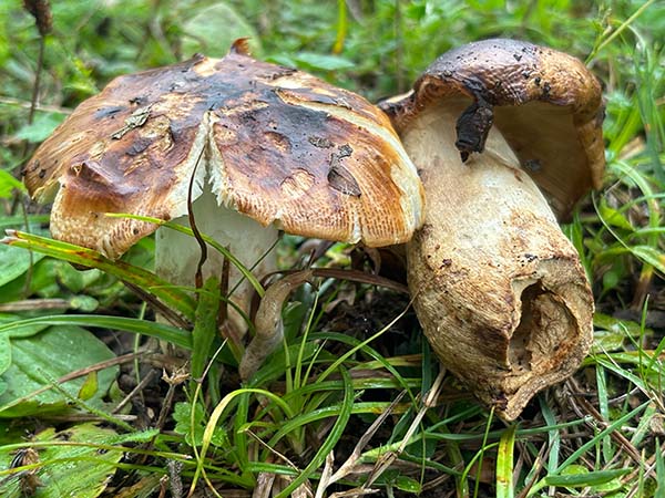 Setas otoñales en Asturias