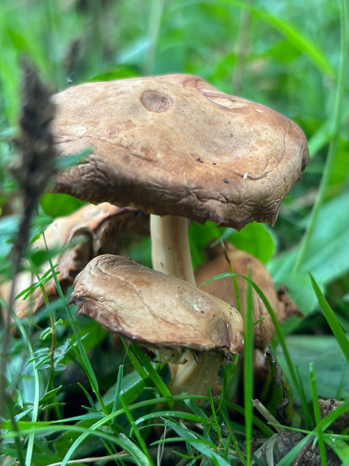 Setas otoñales en Asturias