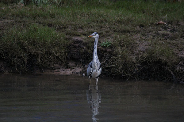 Garza real cazando alevines de trucha en un río asturiano