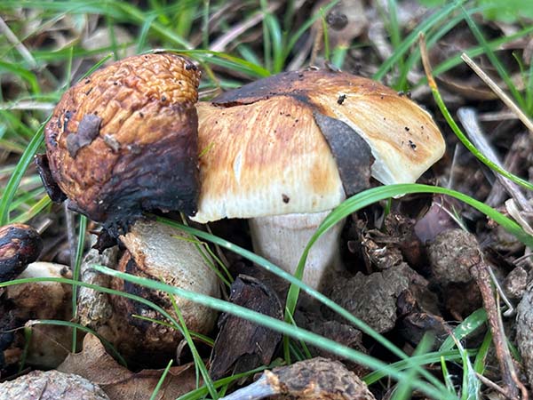 Setas otoñales en Asturias