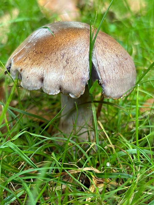 Setas otoñales en Asturias
