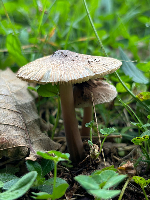 Setas otoñales en Asturias