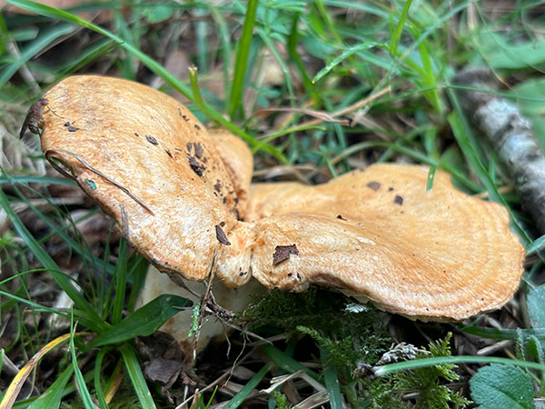 Setas otoñales en Asturias