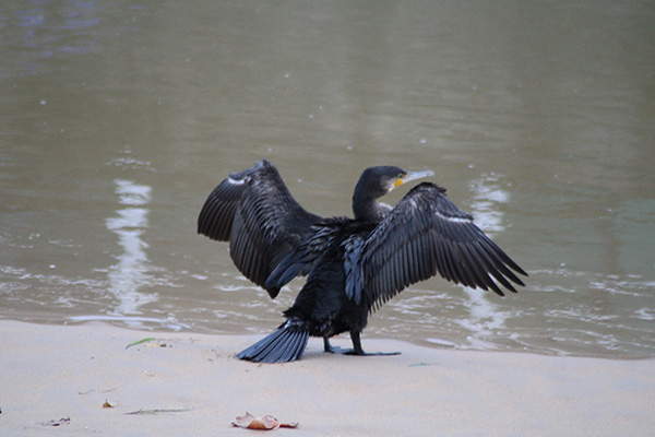 cormorán secando sus alas al sol en la ribera de un río asturiano