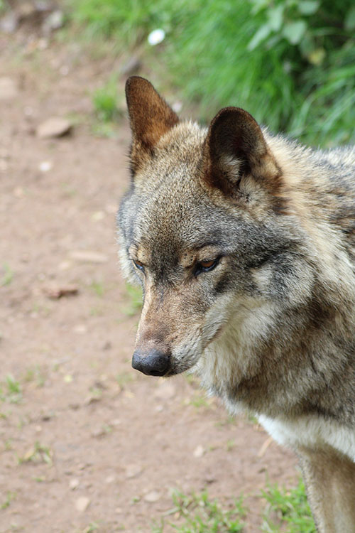 Lobo asturiano con pelaje de invierno