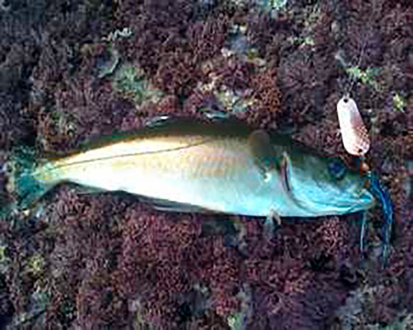 Abadejo pequeño pescado con cucharilla