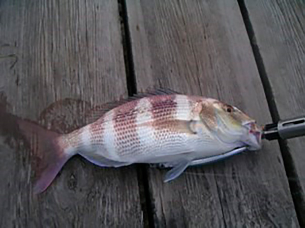 Dentón pescado a spinning